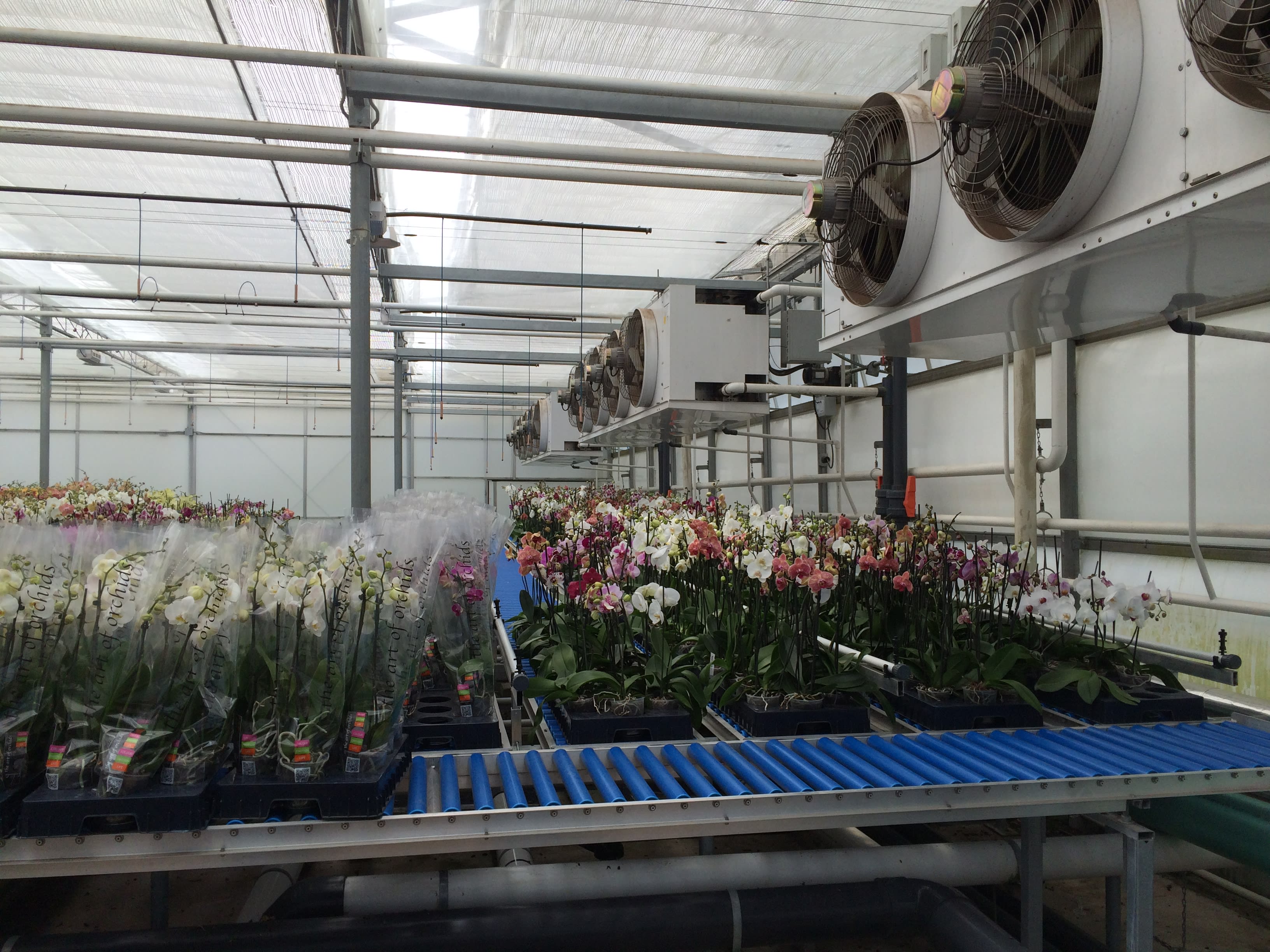 fans in greenhouse